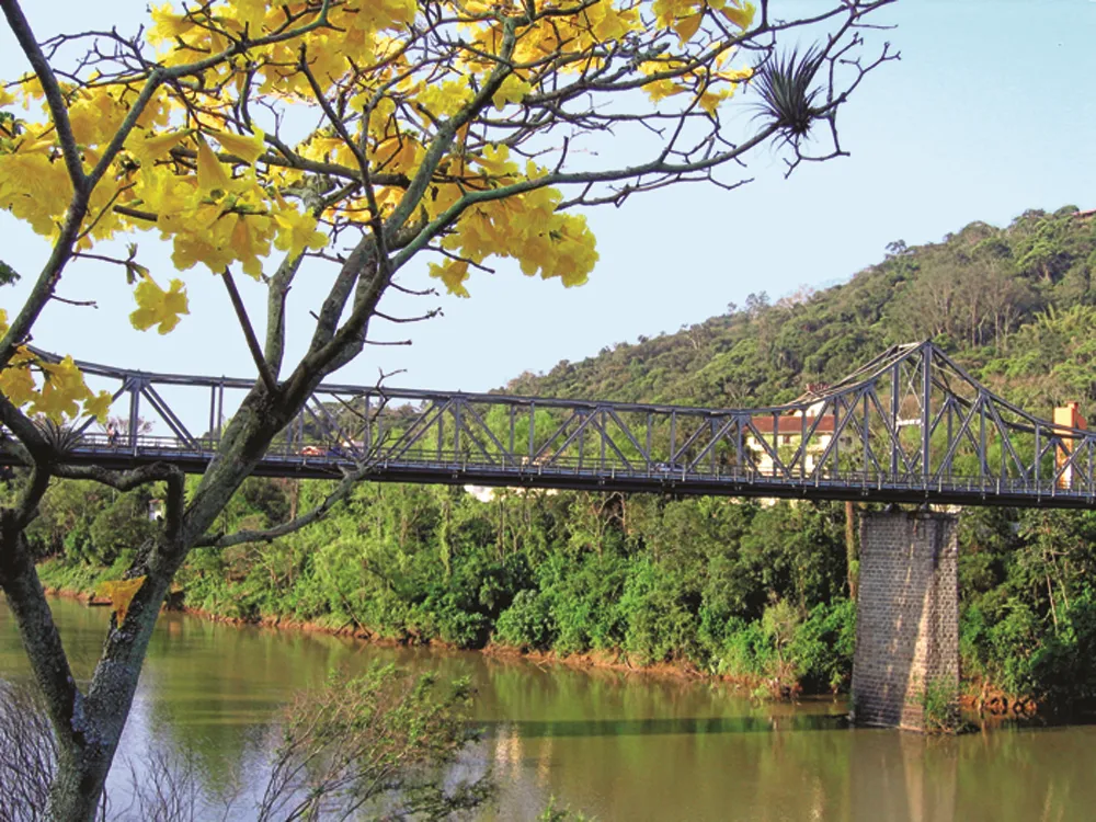 A imagem captura com perfeição um dos cenários mais emblemáticos e fotografados de Blumenau, Santa Catarina. Trata-se da Ponte Aldo Pereira de Andrade, carinhosamente e popularmente conhecida como Ponte de Ferro, uma imponente estrutura que cruza as águas serenas do Rio Itajaí-Açu, conectando o centro da cidade ao charmoso bairro Ponta Aguda.
O grande destaque desta composição visual é o magnífico ipê-amarelo florido em primeiro plano. Seus galhos esguios, repletos de flores vibrantes, emolduram a clássica estrutura metálica treliçada da ponte, criando um contraste belíssimo entre a histórica obra de engenharia e a exuberância da natureza local. A ponte repousa sobre robustos pilares de pedra, cuja silhueta se reflete suavemente na superfície calma do rio.
Ao fundo, a densa e verdejante Mata Atlântica cobre as colinas características do Vale do Itajaí, evidenciando a harmonia entre a paisagem urbana de Blumenau e a preservação ambiental. O céu azul e límpido completa este cenário bucólico, iluminando a vegetação nas margens e as edificações que despontam timidamente em meio às árvores.
Mais do que uma simples via de travessia, a Ponte de Ferro é um marco arquitetônico e um mirante privilegiado para o Rio Itajaí-Açu, consolidando-se como um verdadeiro símbolo do turismo blumenauense e uma imagem de forte apelo visual para atrair visitantes à região.
